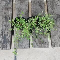つる万年草　セダム
