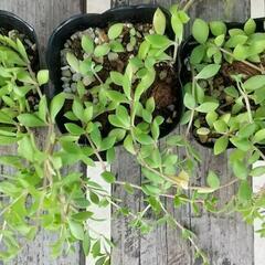 つる万年草　セダムの画像