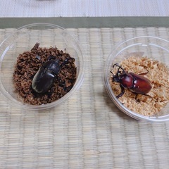 国産カブトムシ成虫ペアリング済みカブトムシの一生を見てみませんか？