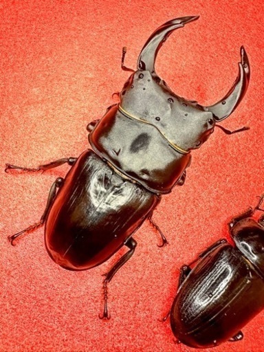 【自己採集血統】北海道厚沢部町産オオクワガタ 76ミリ成虫ペアWF2使用済み