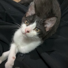 ハチワレ 男の子