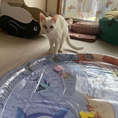 捕獲器を貸してくださいませんか　猫　お願いします