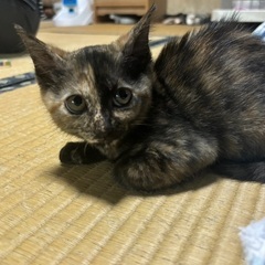あまえんぼ猫2ヶ月二毛ちゃん🥹✨