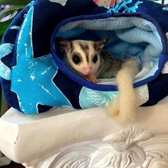 ホワイトテールモザイクオス