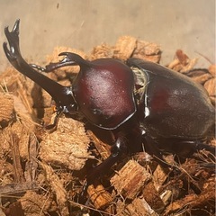 【WD】カブトムシ ペアの画像