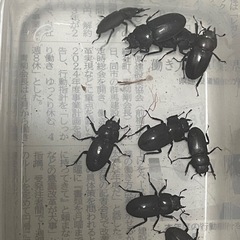 BIG💪🏻 WDコクワガタ ペアの画像