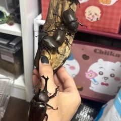 【WD】カブトムシ ペアの画像