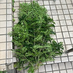 シマトネリコ挿し穂