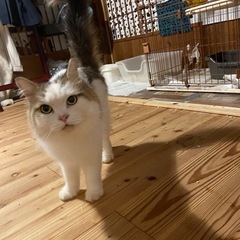 【決まりました】ラガマフィンの女の子　美しき甘えん坊　5歳【ブリ...
