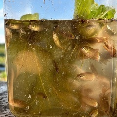闘魚 中 小 大 特大🙌