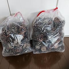 松ぼっくりの画像