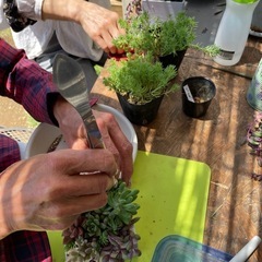 多肉植物ワークショップの画像