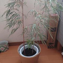 鉢植え竹