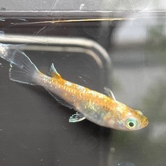 珠光菊成魚　
1ペアの画像