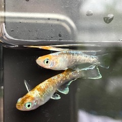 珠光菊成魚　
1ペアの画像