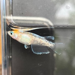 珠光菊成魚　
1ペアの画像