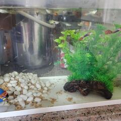 グッピーの稚魚　差し上げますの画像