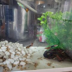 グッピーの稚魚　差し上げますの画像