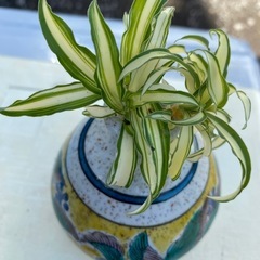 折鶴蘭の子ども