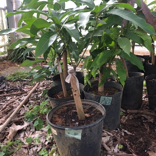 マンゴー　レッドキーツ