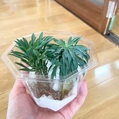 ソテツキリン パイナップルコーン2つ