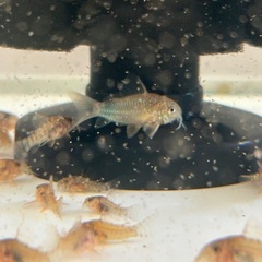 コリドラスシミリス　生後6ヶ月　の画像