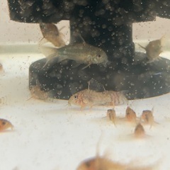 コリドラスシミリス　生後6ヶ月　の画像