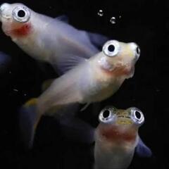 ポニョメダカ稚魚4匹