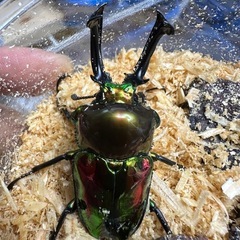ニジイロクワガタ(ピカール)成虫