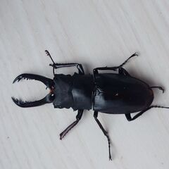 難あり　ギラファノコギリクワガタ　ペア