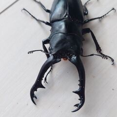 〜お話中〜ギラファノコギリクワガタ　ペア