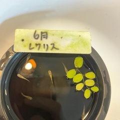 レクリスメダカの稚魚（1センチ〜1、5センチ弱） ５匹で500円！＋１匹から50円でお譲りします。 熱帯魚ショップで成魚だと数千円はしてました。の画像