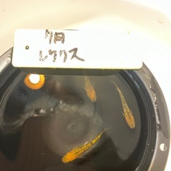 レクリスメダカの稚魚（1センチ〜1、5センチ弱） ５匹で500円！＋１匹から50円でお譲りします。 熱帯魚ショップで成魚だと数千円はしてました。の画像