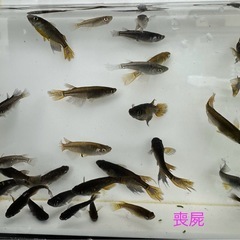 《現物出品》喪屍(ハネ) 29匹