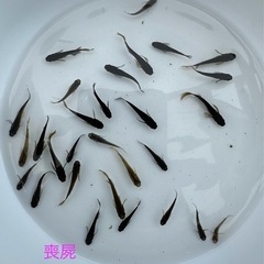 《現物出品》喪屍(ハネ) 29匹の画像