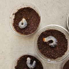 オオクワガタの幼虫⑧５頭の画像