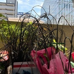 胡蝶蘭ワイヤー