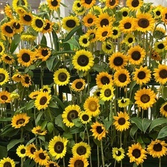 ミュージカル観に行きましょう🎶