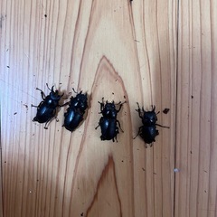 コクワガタ4匹セット
