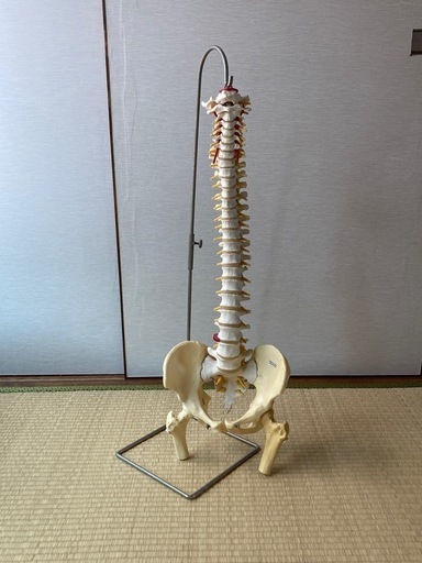 骨格模型　　　脊柱と骨盤