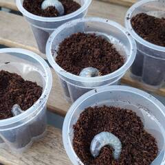 成約御礼｜ヘラクレス・パスコアリ(ブラジルバイア州)2令幼虫4頭 CBF2 種親137.2mm×74.0mm - No.2の画像