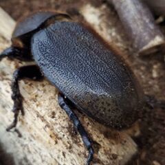 成約御礼｜ヘラクレス・パスコアリ(ブラジルバイア州)2令幼虫4頭 CBF2 種親137.2mm×74.0mm - No.2の画像