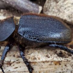 成約御礼｜ヘラクレス・パスコアリ(ブラジルバイア州)2令幼虫4頭 CBF2 種親137.2mm×74.0mm - No.2の画像