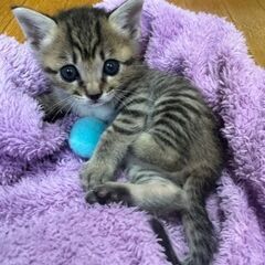 生後１カ月　つぶらちゃん里親募集