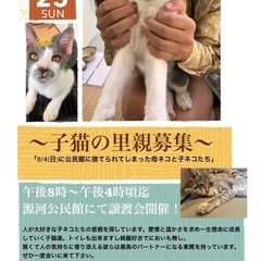 子猫たちの里親さま募集🌸譲渡会開催🏃‍♀️