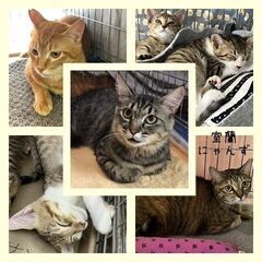 【苫小牧】保護猫の譲渡会inジョイフルAKペットワールド苫小牧中央店〈8/31・9/1〉  - 苫小牧市