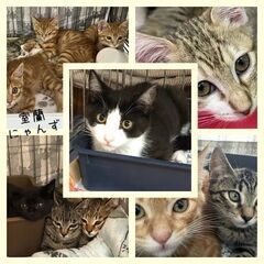 【苫小牧】保護猫の譲渡会inジョイフルAKペットワールド苫小牧中央店〈8/31・9/1〉  - その他