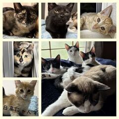 【苫小牧】保護猫の譲渡会inジョイフルAKペットワールド苫小牧中央店〈8/31・9/1〉  − 北海道
