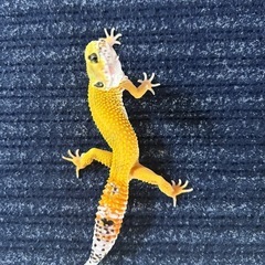 レオパードゲッコー　ハイイエロー　2312 - ペット