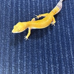 レオパードゲッコー　ハイイエロー　2312 − 長野県